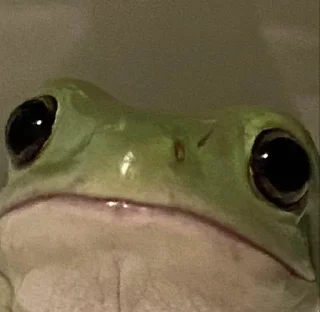 😟 emoji frogi Telegram sticker 8 of 56