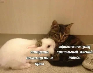 Sticker from глупеньковости шута.