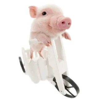 🐱 emoji Свинтуси👁️🐽👁️ Telegram sticker 18 of 31