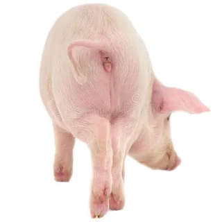🤲 emoji Свинтуси👁️🐽👁️ Telegram sticker 17 of 31