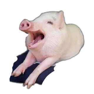 👁️ emoji Свинтуси👁️🐽👁️ Telegram sticker 9 of 31