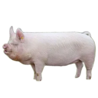 👁️ emoji Свинтуси👁️🐽👁️ Telegram sticker 13 of 31