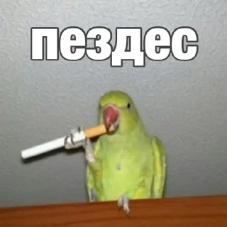 🥲 emoji Попуги (@safthome) Telegram sticker 18 of 55
