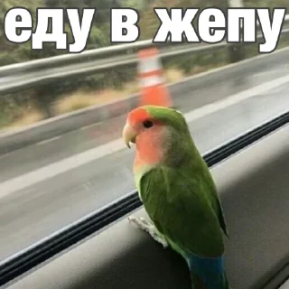 🤡 emoji Попуги (@safthome) Telegram sticker 24 of 55