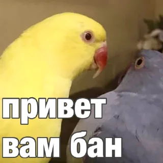 👋 emoji Попуги (@safthome) Telegram sticker 8 of 55