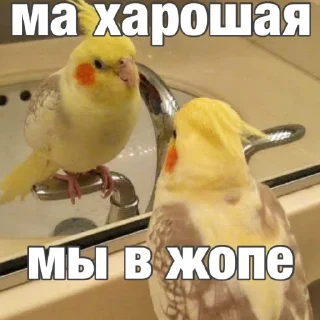 🫤 emoji Попуги (@safthome) Telegram sticker 9 of 55