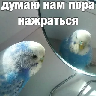 😏 emoji Попуги (@safthome) Telegram sticker 21 of 55