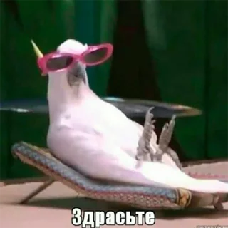 Sticker from Попуги