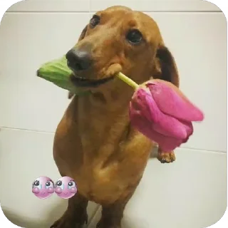 🐶 emoji Таксёниши(такси) Telegram sticker 12 of 16