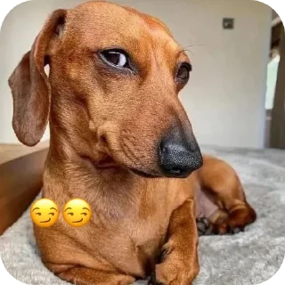 🐶 emoji Таксёниши(такси) Telegram sticker 5 of 16