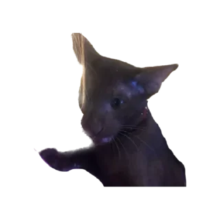😺 emoji семейка Telegram sticker 8 of 32