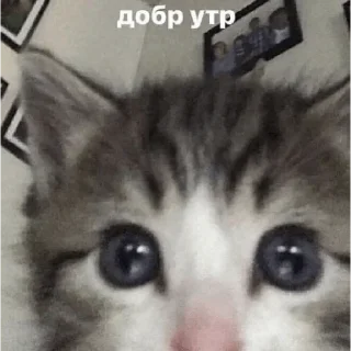 🌟 emoji для любимок Telegram sticker 19 of 78