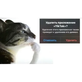 🐈 emoji TikTok Memes Telegram sticker 17 of 53