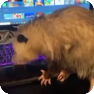🥰 emoji uksus's opossums! 2.0 Telegram sticker 19 of 120