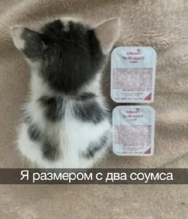 🥺 emoji мемодел (ct) Telegram sticker 22 of 83