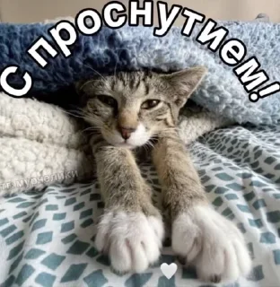 🌟 emoji сука на коленях сейджеро акаши Telegram sticker 23 of 62