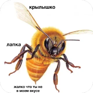 🥲 emoji БОЛЬШЕ ⇨ @CLOOBHUB МЕМЫ MEMES TG ТГ НАРУТО NARUTO Telegram sticker 16 of 119