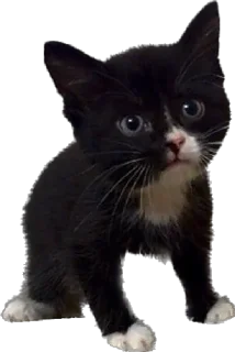 🐱 emoji кот сема и друзя Telegram sticker 23 of 52
