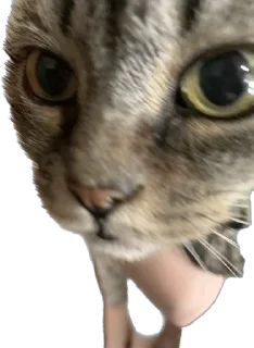 👀 emoji кот сема и друзя Telegram sticker 10 of 52