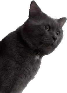 🤨 emoji кот сема и друзя Telegram sticker 13 of 52