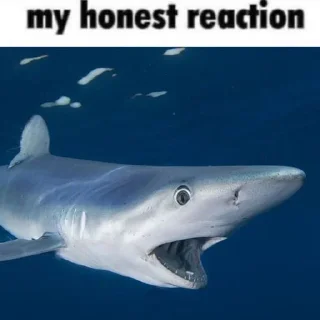 😶 emoji акулыши и друзя Telegram sticker 13 of 33
