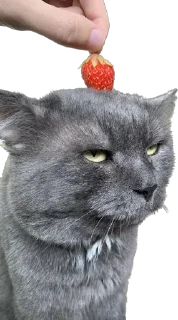 🍓 emoji кот сема и друзя Telegram sticker 7 of 52