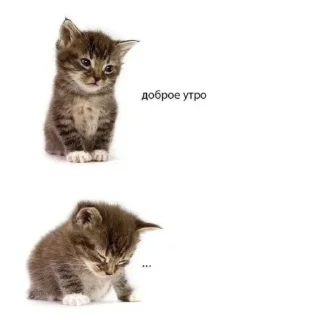 🐱 emoji страгл. Telegram sticker 14 of 40