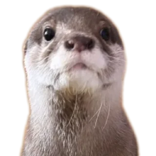 🐦 emoji @vidromemi ВЫДРОМЕМЫ IV Telegram sticker 10 of 61