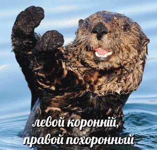 🇺🇦 emoji @vidromemi УКРАЇНСЬКІ ВИДОРИ Telegram sticker 16 of 56