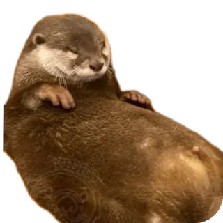 🐶 emoji @vidromemi ВЫДРОМЕМЫ IV Telegram sticker 17 of 61