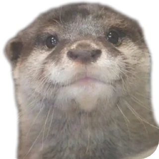 🖼 emoji @vidromemi ВЫДРОМЕМЫ IV Telegram sticker 9 of 61