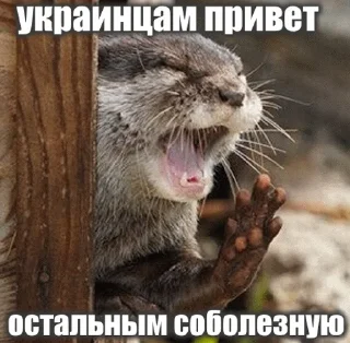 🇺🇦 emoji @vidromemi УКРАЇНСЬКІ ВИДОРИ Telegram sticker 24 of 56