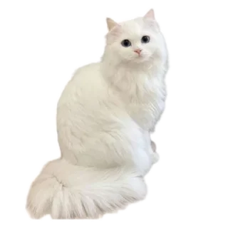 🐱 emoji ꕮ៹ alice kujou 🎐 @hekanai Telegram sticker 23 of 35