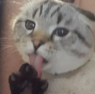😛 emoji Сэмик кот 🥰 Telegram sticker 4 of 29