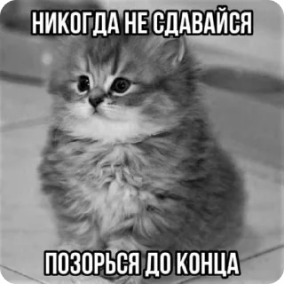 🌟 emoji Мемы про котиков Telegram sticker 17 of 66