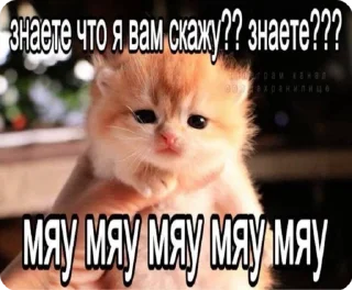 🌟 emoji Мемы про котиков Telegram sticker 7 of 66