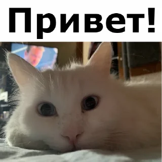 👋 emoji Кот Красавчик Telegram sticker 1 of 91