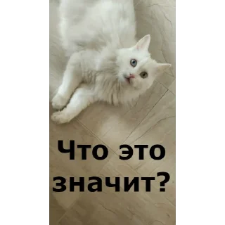❓ emoji Кот Красавчик Telegram sticker 14 of 91