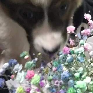 💐 emoji Крейзи Пуговица Telegram sticker 12 of 80