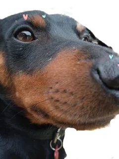 😋 emoji Джакс супер топ Telegram sticker 9 of 15