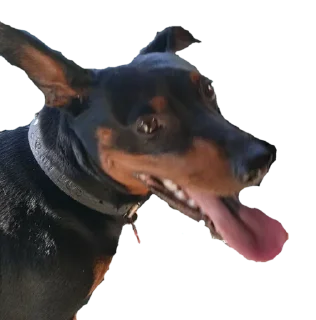 😁 emoji Джакс супер топ Telegram sticker 5 of 15