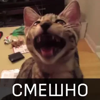 😂 emoji БОЛЬШЕ ⇨ @CLOOBHUB КОТЫ КОТИКИ СТИКЕРЫ ТГ МЕМЫ МГА Telegram sticker 7 of 46