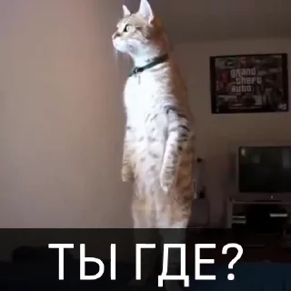 🥺 emoji БОЛЬШЕ ⇨ @CLOOBHUB КОТЫ КОТИКИ СТИКЕРЫ ТГ МЕМЫ МГА Telegram sticker 20 of 46