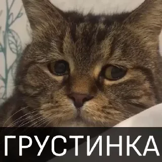 😭 emoji БОЛЬШЕ ⇨ @CLOOBHUB КОТЫ КОТИКИ СТИКЕРЫ ТГ МЕМЫ МГА Telegram sticker 17 of 46