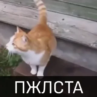 😊 emoji БОЛЬШЕ ⇨ @CLOOBHUB КОТЫ КОТИКИ СТИКЕРЫ ТГ МЕМЫ МГА Telegram sticker 14 of 46
