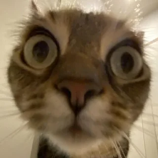 🧐 emoji лазарев топ Telegram sticker 21 of 31