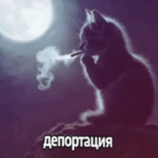 👍 emoji мяу Telegram sticker 19 of 86