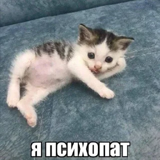🌟 emoji мяу Telegram sticker 24 of 86