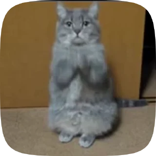🙏 emoji cutie cats Telegram sticker 9 of 18