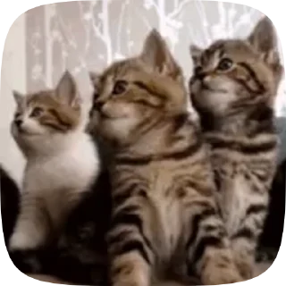 🥺 emoji cutie cats Telegram sticker 17 of 18